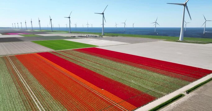 Aerial view of flowering tulip field and wind farm along IJsselmeer dike, Noordoostpolder, Flevoland, Netherlands