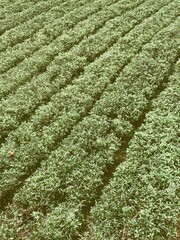  Green and fresh rice field background texture