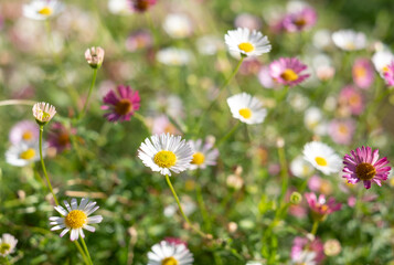 Close up of Mexican daisies, also called Cornish daisies or erigeron, with white petals and yellow...