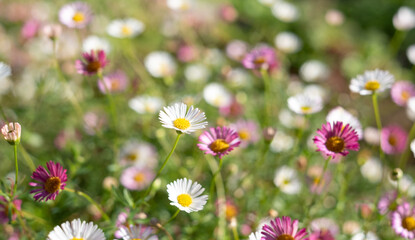 Close up of Mexican daisies, also called Cornish daisies or erigeron, with white petals and yellow...