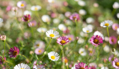 Fototapeta premium Close up of Mexican daisies, also called Cornish daisies or erigeron, with white petals and yellow centres. Before they open up they are pink. The flowers attract bees and butterflies. 