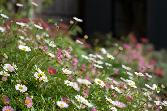 Close up of Mexican daisies, also called Cornish daisies or erigeron, with white petals and yellow centres. Before they open up they are pink. The flowers attract bees and butterflies. 