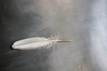 white feather on grey background