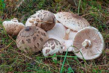 Mushroom umbrellas lie in the grass fresh close-up.Macrolepiota procera