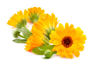 Calendula. Flowers  isolated on white background.