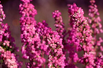 Heather shrub with beautiful blooming flowers outdoors on sunny day, closeup
