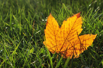 Beautiful fallen leaf among green grass outdoors on sunny autumn day, closeup. Space for text