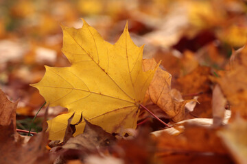 Fototapeta na wymiar Pile of beautiful fallen leaves outdoors on autumn day, closeup