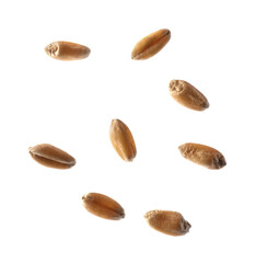 Obraz premium Dry golden wheat grains on white background