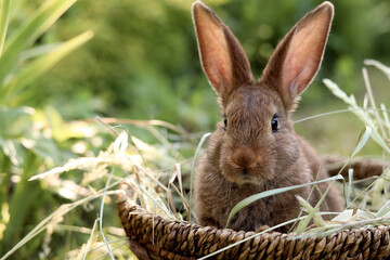 Cute fluffy rabbit in wicker bowl with dry grass outdoors. Space for text