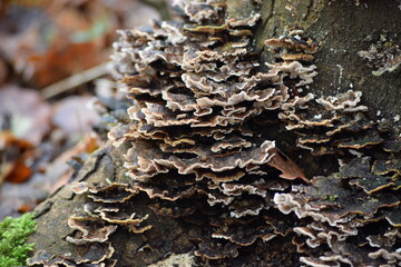 fungus on tree trunk