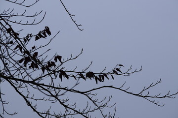 branches of a tree silhouette