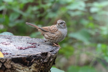 A closeup of a Wren bird in the forest during Autumn time. This wild bird had landed on a tree trunk to eat some seeds left by tourists.