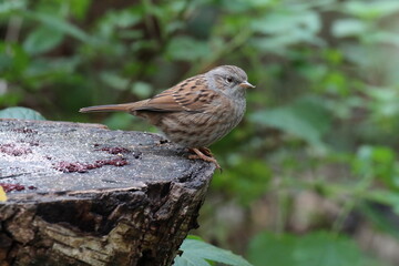 A closeup of a Wren bird in the forest during Autumn time. This wild bird had landed on a tree trunk to eat some seeds left by tourists.