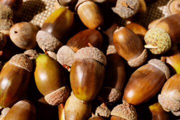 Pile of acorns as background, closeup view