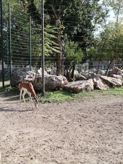 gazelle on sand eating, gazelle dama