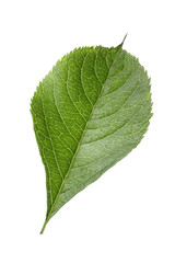 Fototapeta na wymiar Fresh green elderberry leaf isolated on white