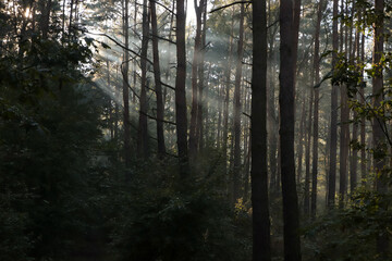 Majestic view of forest with sunbeams shining through trees in morning