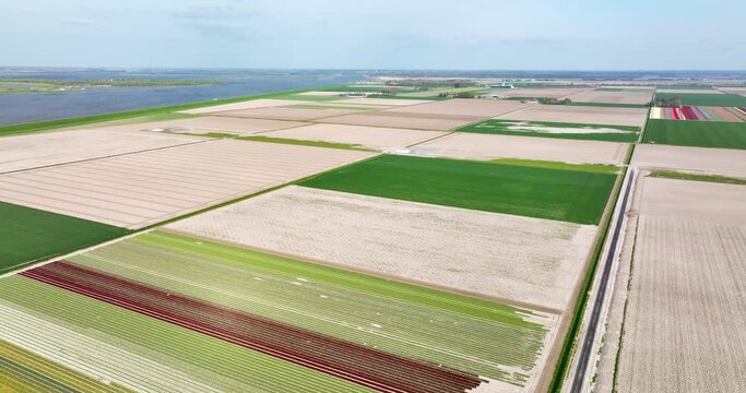 Aerial view of farmland with tulip fields, Flevopolder, Flevoland, Netherlands