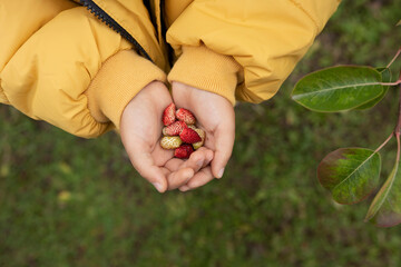 Girl collecting Alpine strawberries in nature