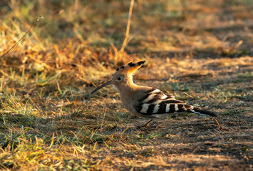Hoopoe sitting on dirty road in early morning