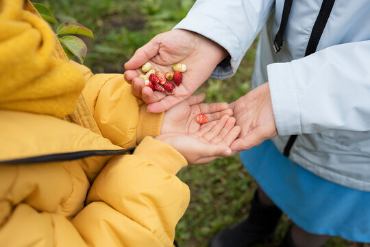 Faceless mom sharing strawberries with child in autumn nature