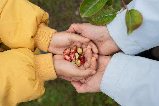 Faceless child sharing strawberries with mon in autumn nature