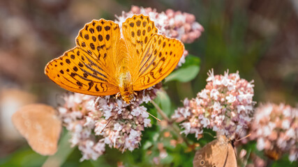 Argynnis paphia, silver-washed fritillary butterfly, near Bad Griesbach, Bavaria, Germany