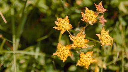 Bupleurum ranunculoides, crowfoot leaved hare's ear, at the famous Hoher Kasten summit, Bruelisau, Appenzell, Alpstein, Switzerland