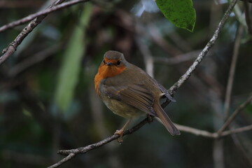 A wild Robin bird in the forest during the Autumn. This birds are popular around Christmas time and often found on cards.