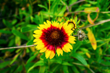 aster gaillardia flower on green background.