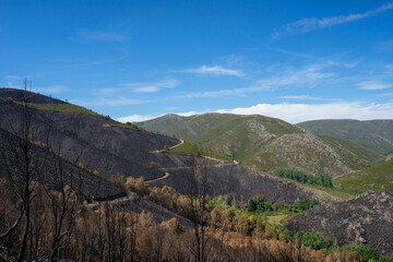 Burned forest after a willdfire