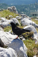 Alpine chough in the Austrian Alps	