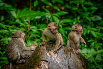 Naklejka na ściany i meble Crab-eating macaque trio