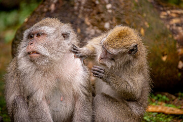 Crab-eating macaque finding fleas