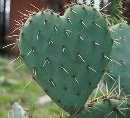 pretty green heart-shaped prickly pear cactus with huge white spikes is standing in the garden on a...