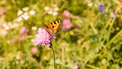 Aglais urticae, small tortoiseshell butterfly, at the famous Hoher Kasten summit, Bruelisau, Appenzell, Switzerland