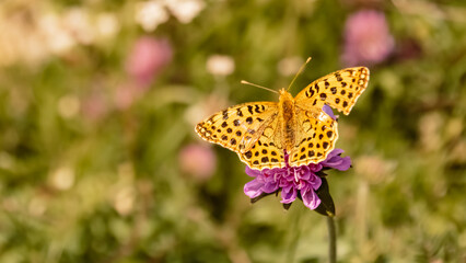 Issoria lathonia, Queen of Spain fritillary butterfly, at the famous Hoher Kasten summit, Bruelisau, Appenzell, Switzerland