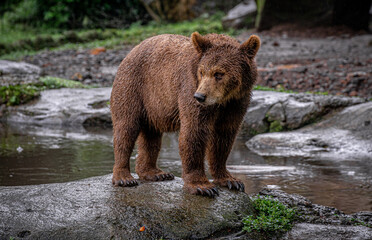 Obraz na płótnie Canvas Brown Bear in the rain with wet fur