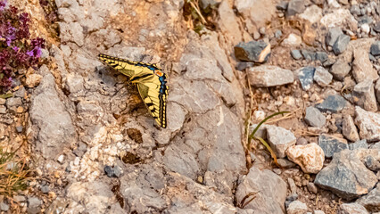 Papilio machaon, swallowtail butterfly, at the famous Hoher Kasten summit, Bruelisau, Appenzell,...