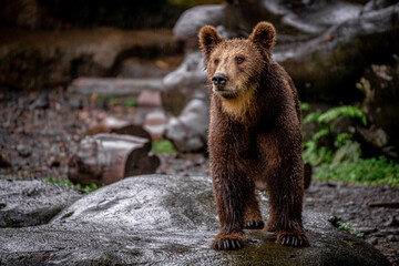Obraz premium Brown Bear in the rain with wet fur