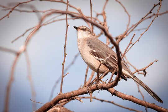 Closeup portrait of a Northern mockingbird sitting on a tree branch