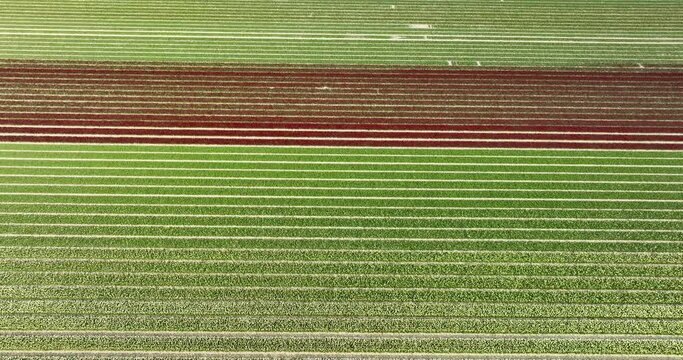 Aerial downward view, flying backwards, of rows of tulips of different colors, Flevopolder, Flevoland, Netherlands