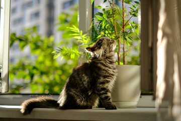 kitten sits by the window and sniffs house flowers. kitten is resting on the windowsill and...