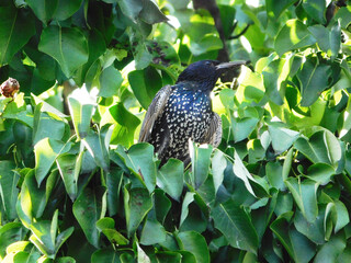 Beautiful adult starling sitting on pear branch.