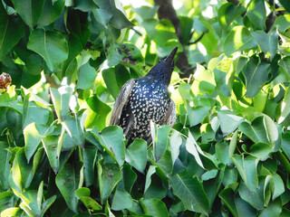 Beautiful adult starling sitting on pear branch.