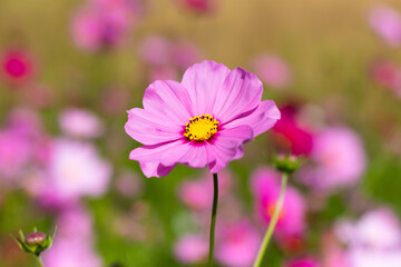 Fototapeta premium 秋のコスモス