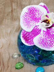 Beautiful orchid flower in bowl with water and glass stones.