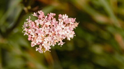 Valeriana wallrothii, Common Meadow Valerian, at the famous Hoher Kasten summit, Bruelisau, Appenzell, Alpstein, Switzerland