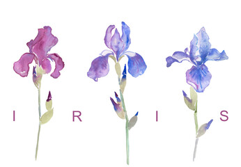 Fototapeta na wymiar Iris, purple irises, watercolor flower illustrations 